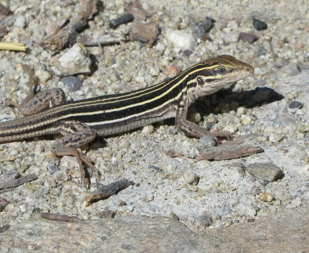 A young Sonoran spotted whiptail lizard