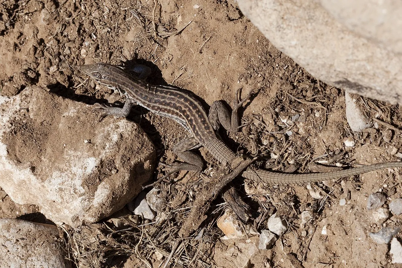 A Chihuahuan spotted whiptail lizard, a species with no males