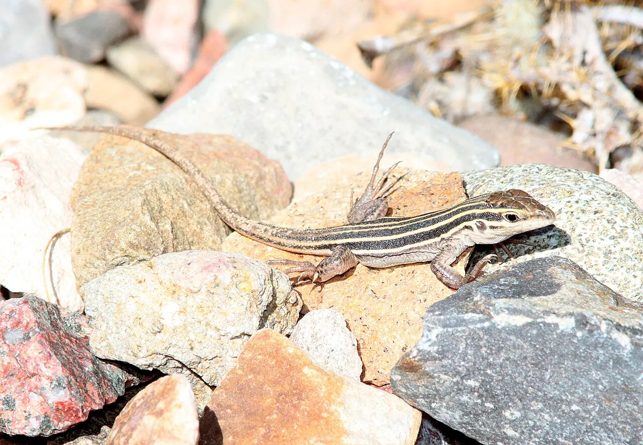 A desert grassland whiptail lizard, a species with no males