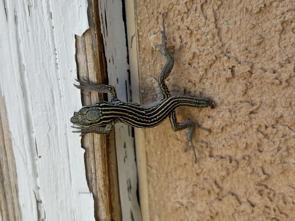 A New Mexico whiptail lizard on the ground