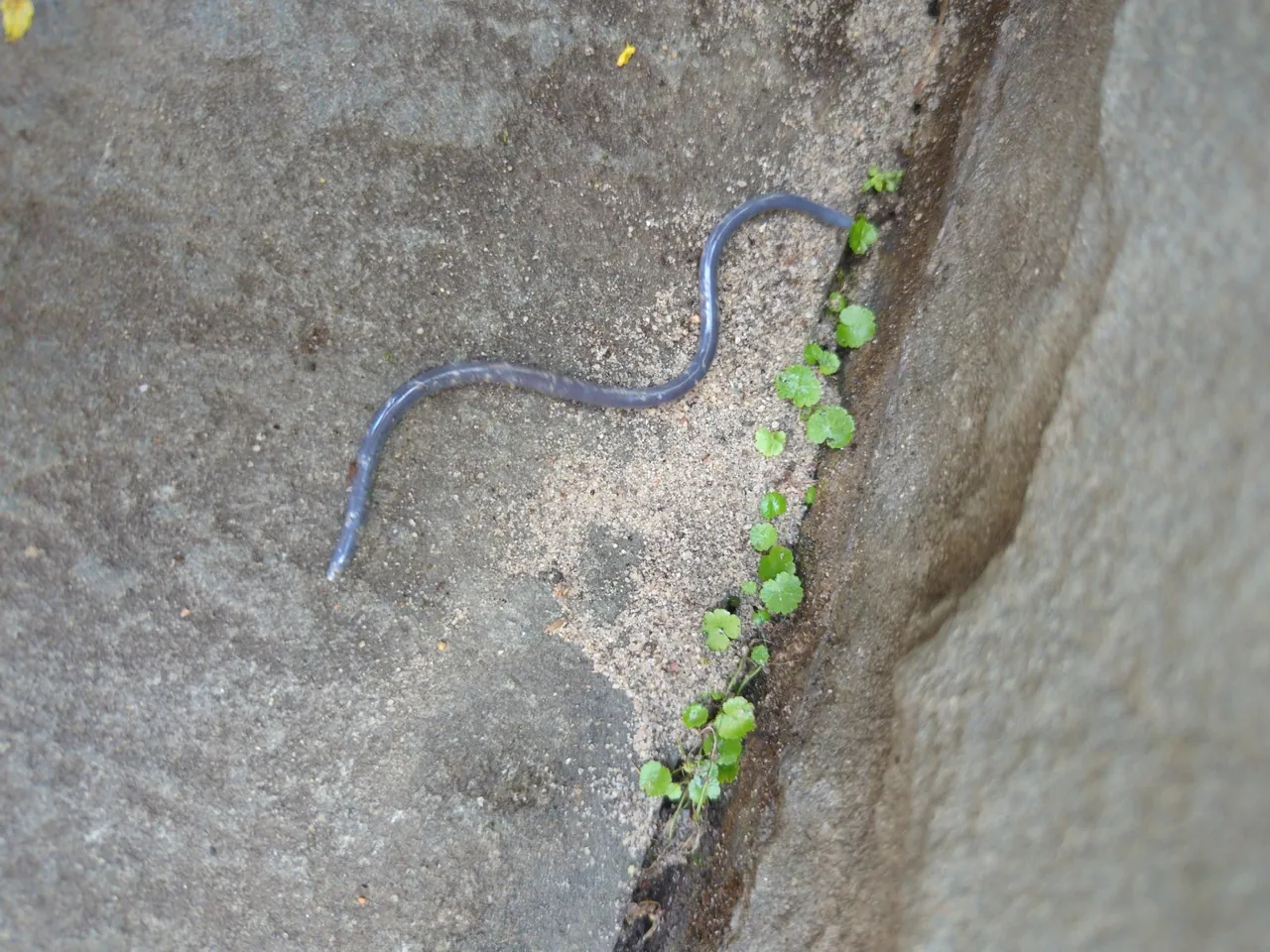 A Brahminy blind snake on soil inside a greenhouse