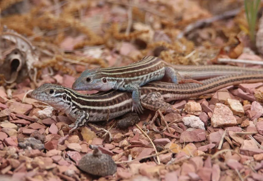 Two whiptail lizards, one on top of the other