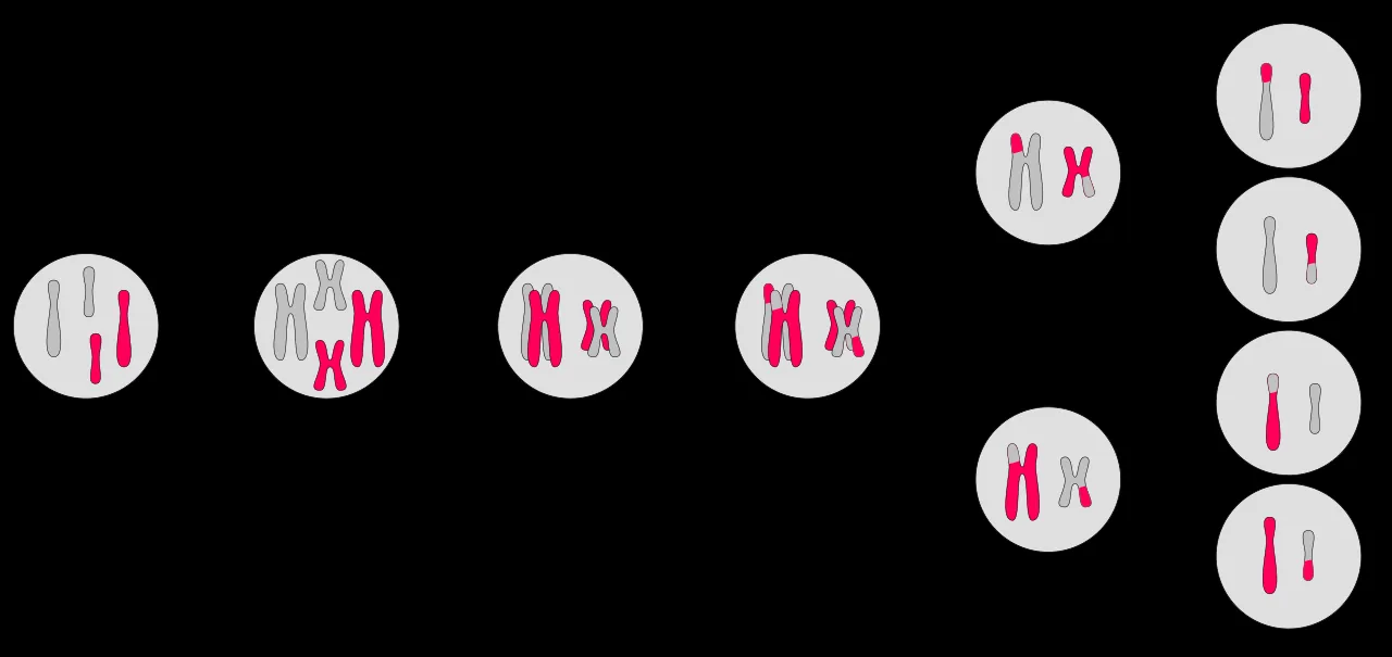 Diagram of the main steps of meiosis