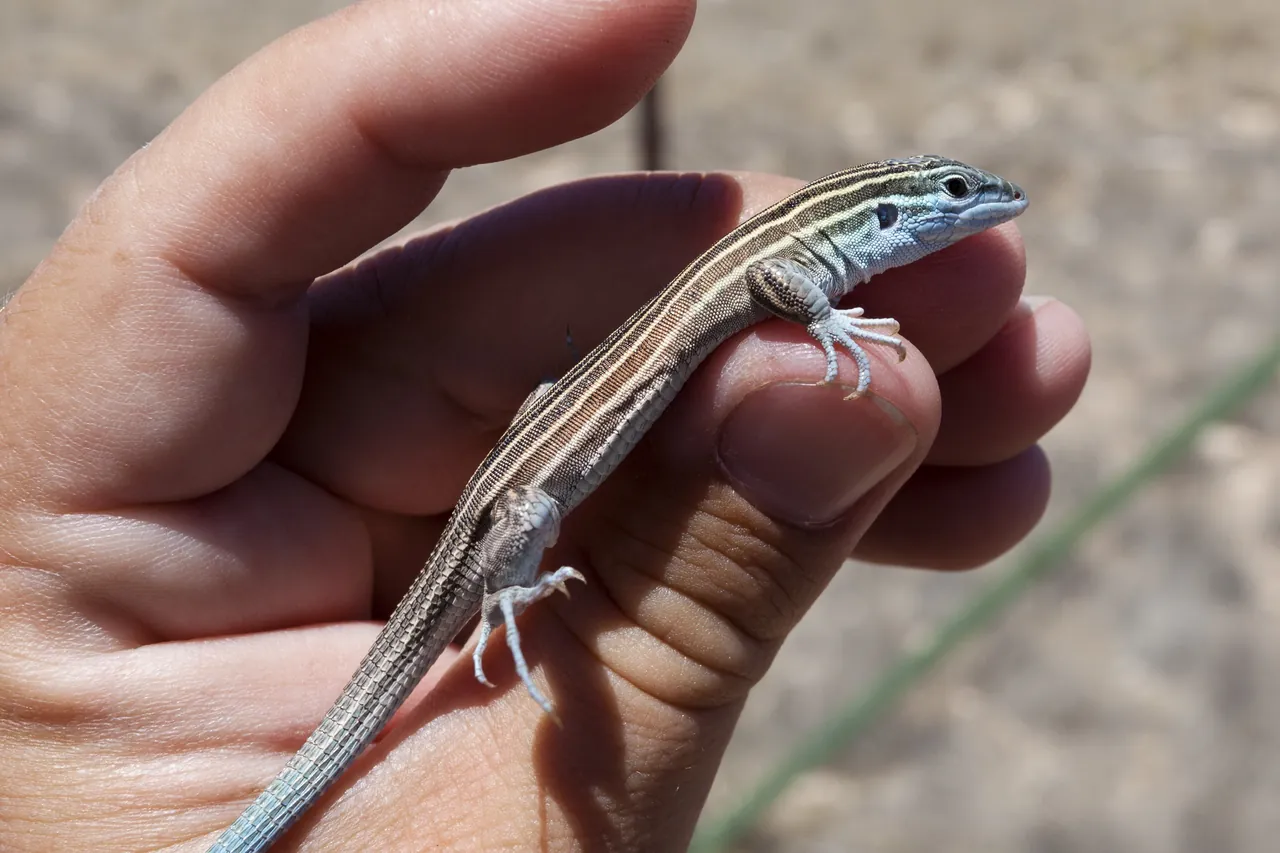 A little striped whiptail, a whiptail species with males, in New Mexico