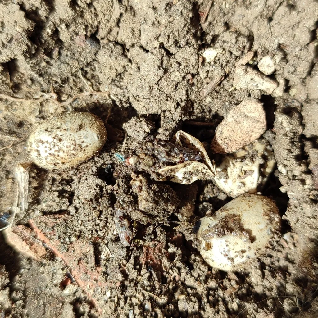 A clutch of small white lizard eggs under a brick