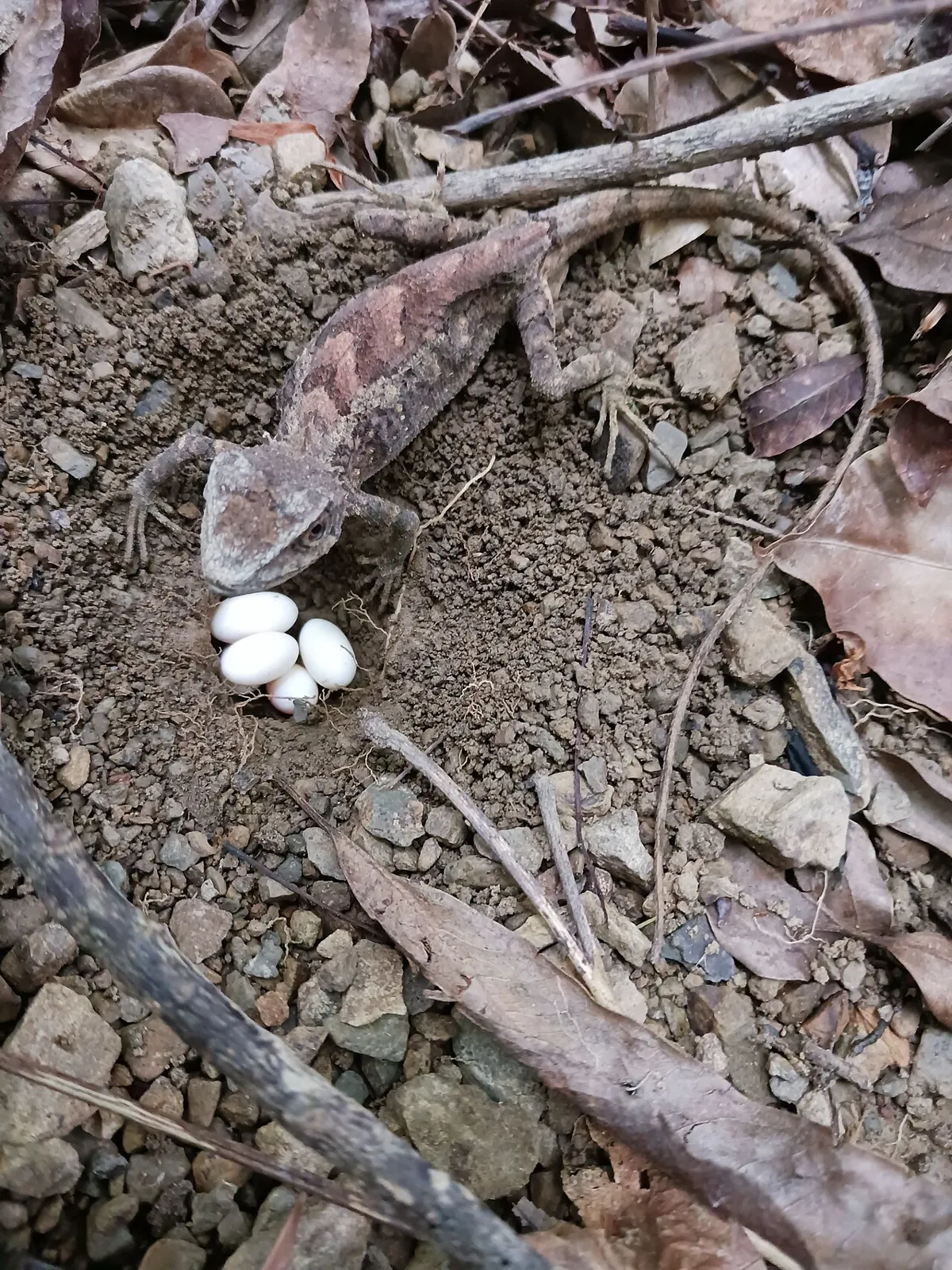 A lizard guarding the eggs she just laid
