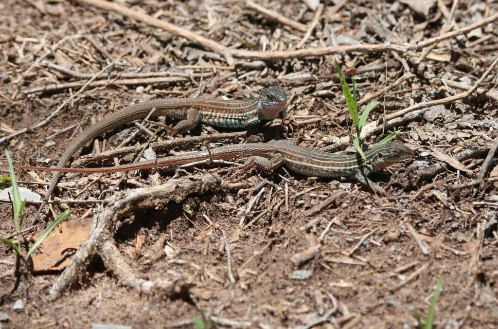 Two whiptail lizards on the ground