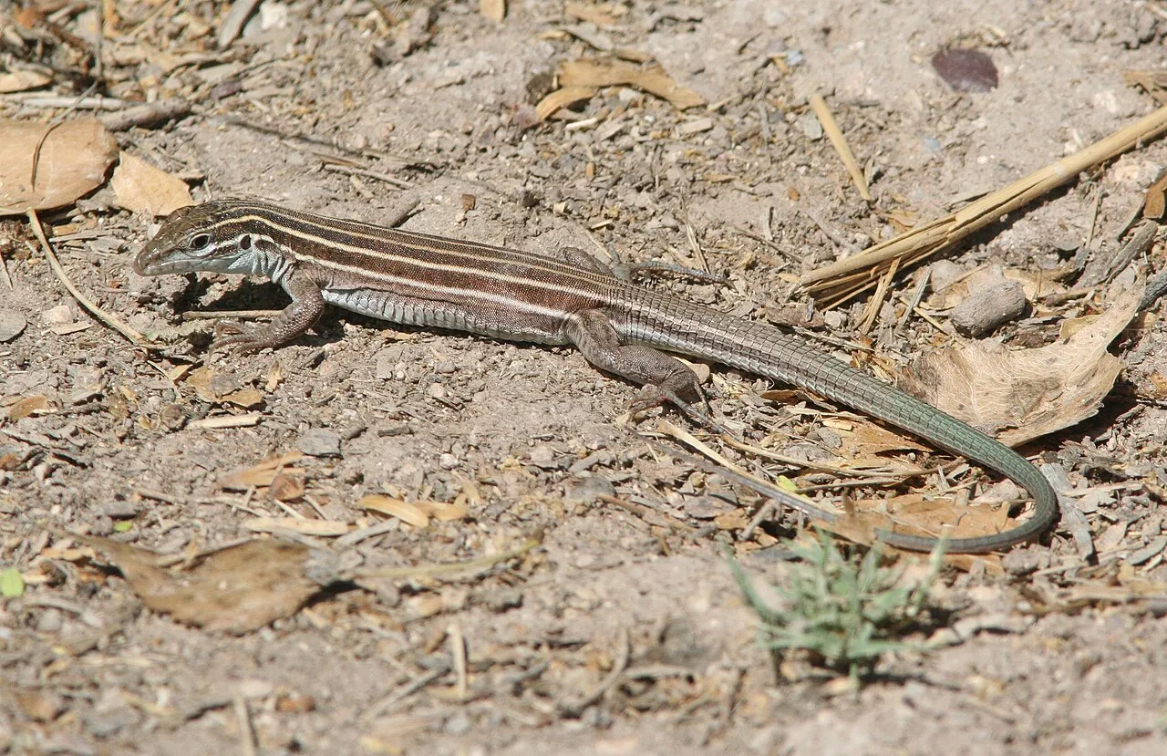 A desert grassland whiptail lizard on a rock