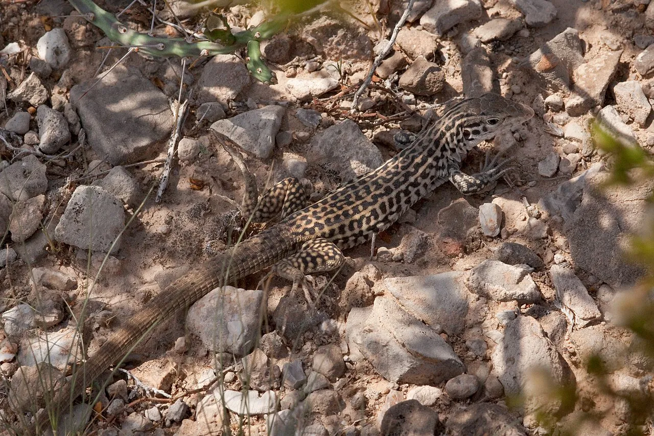 A spotted lizard resting among dry rocks and leaves