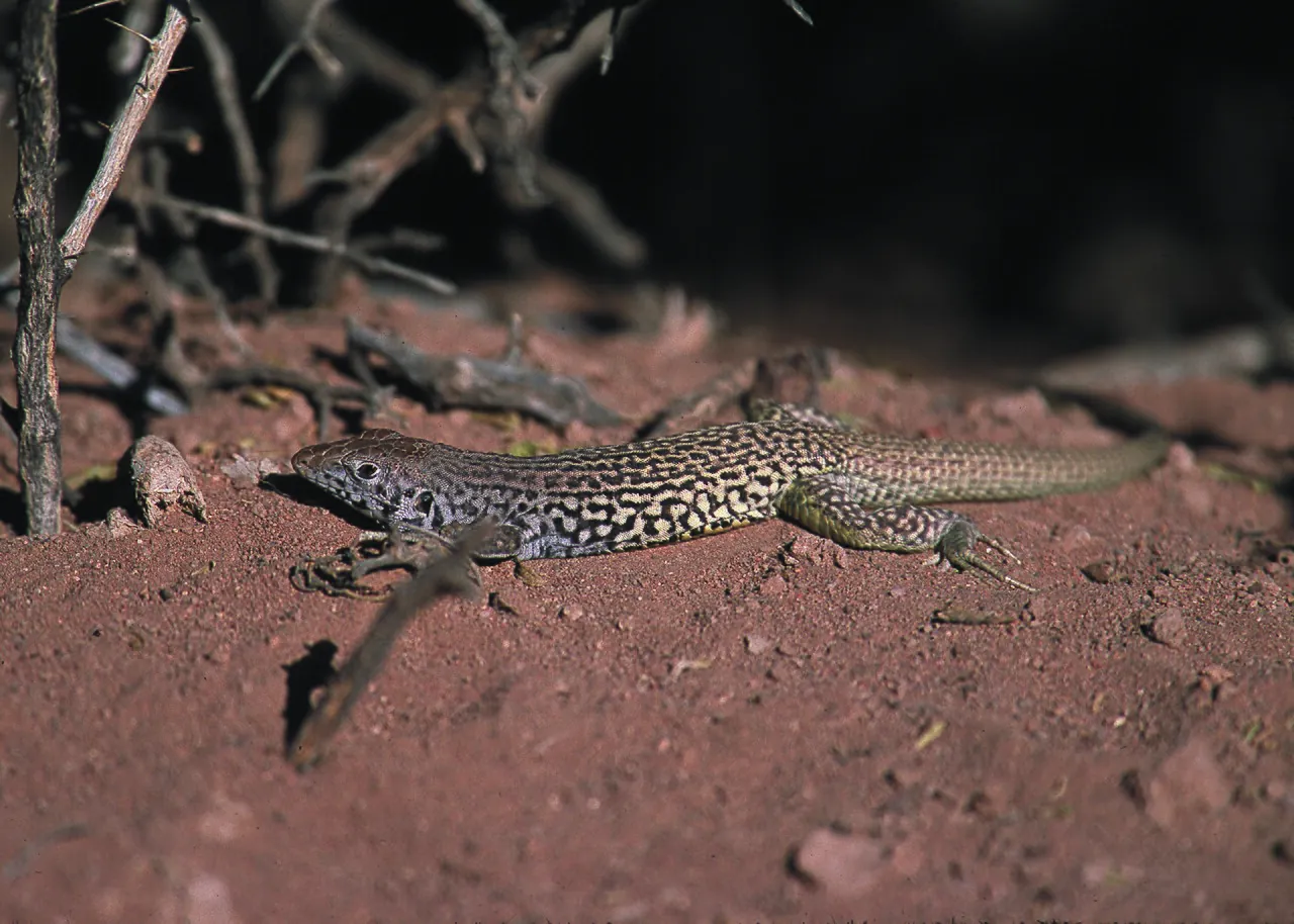 A checkered whiptail lizard