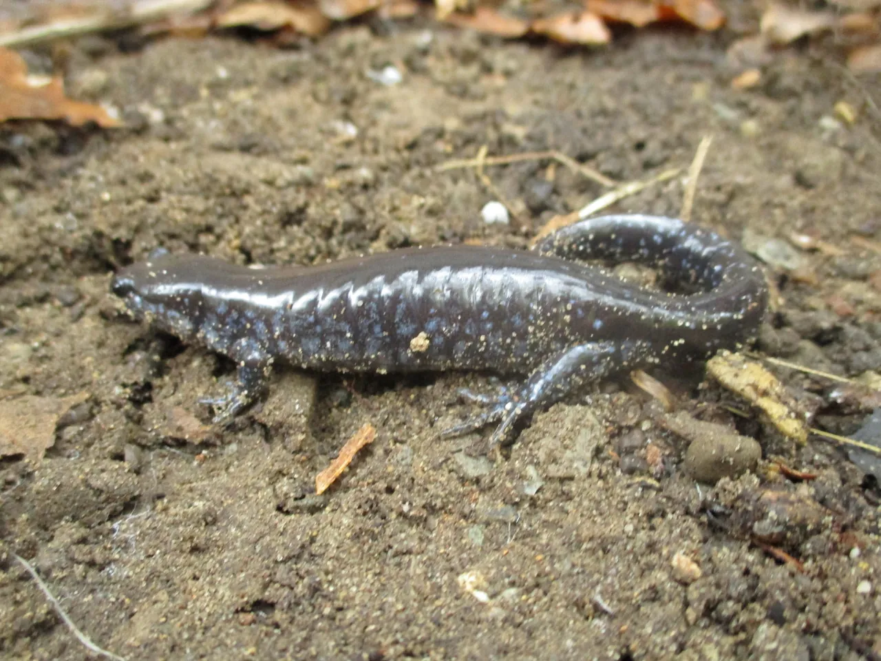 A unisexual mole salamander from an all-female lineage