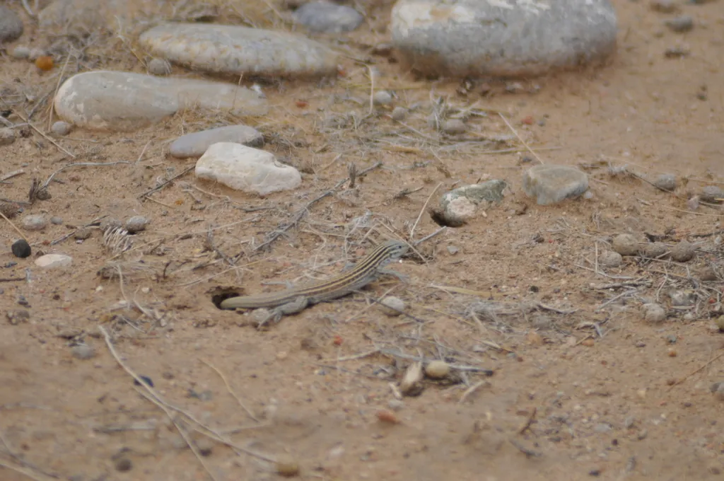 A New Mexico whiptail lizard, a species with no males
