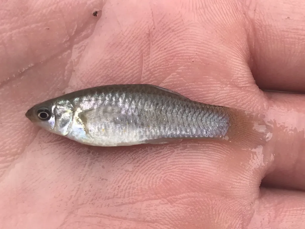 An Amazon molly fish