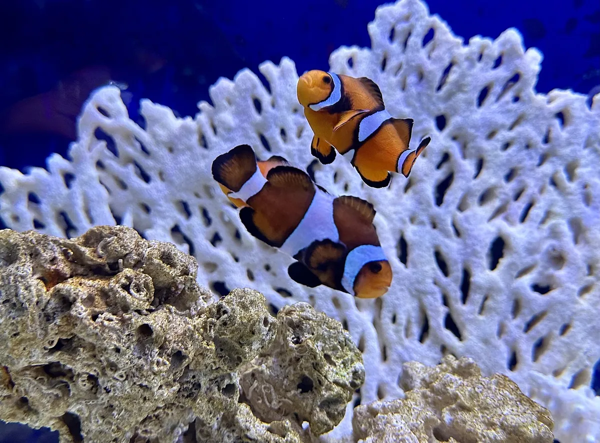 Two clownfish swimming in front of white coral