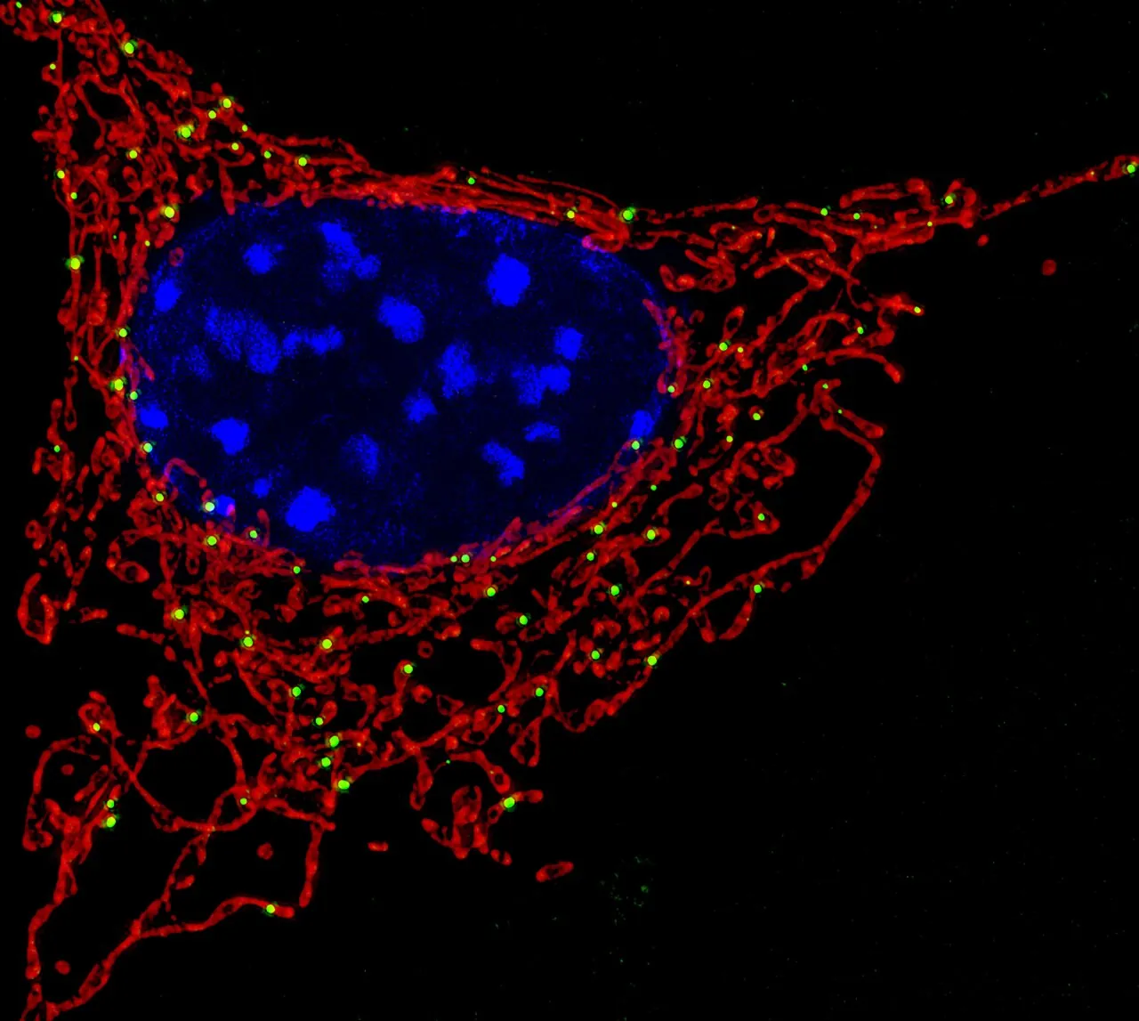 Microscope image of a cell with its mitochondria glowing blue