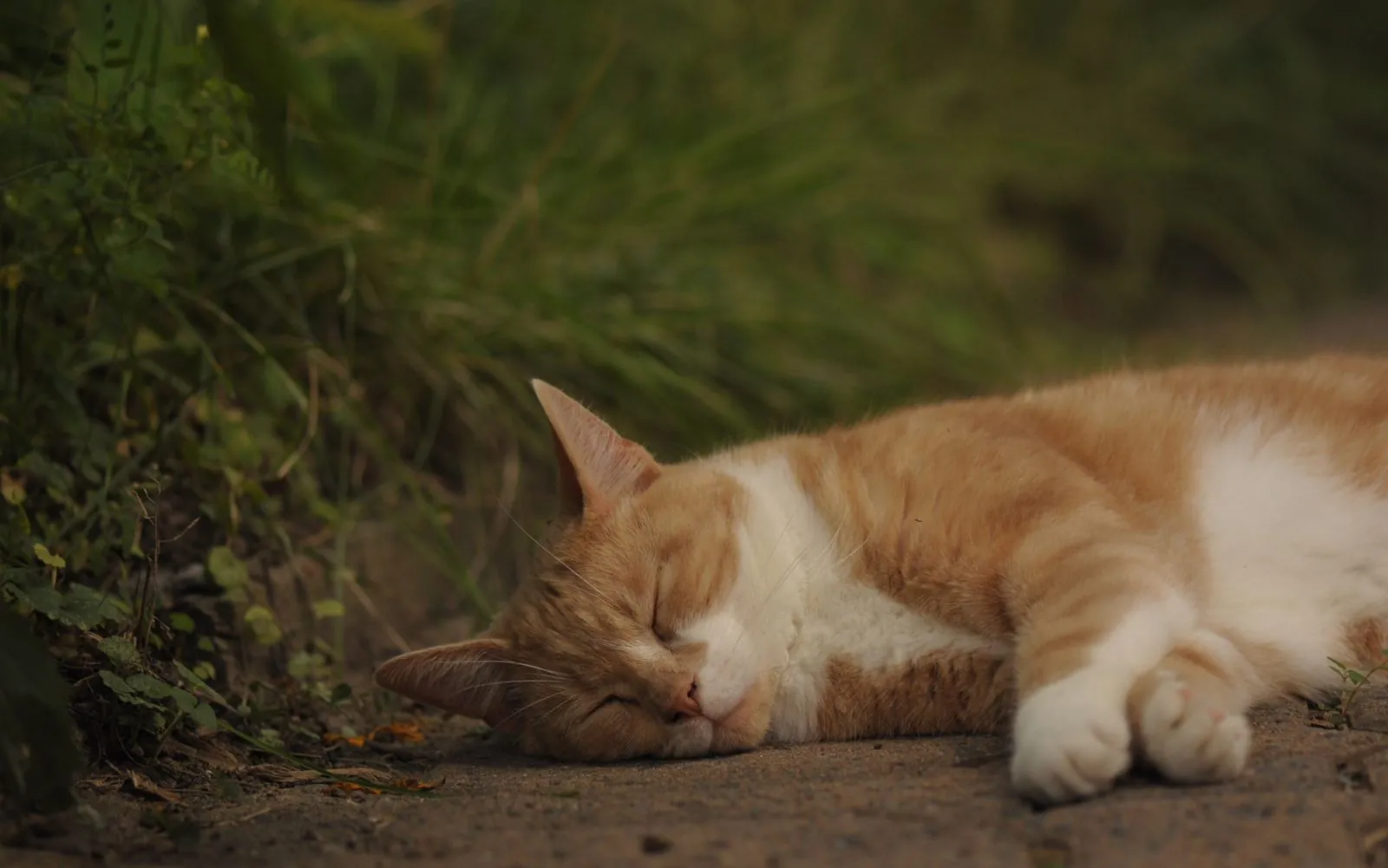 A tabby cat sleeping on the grass
