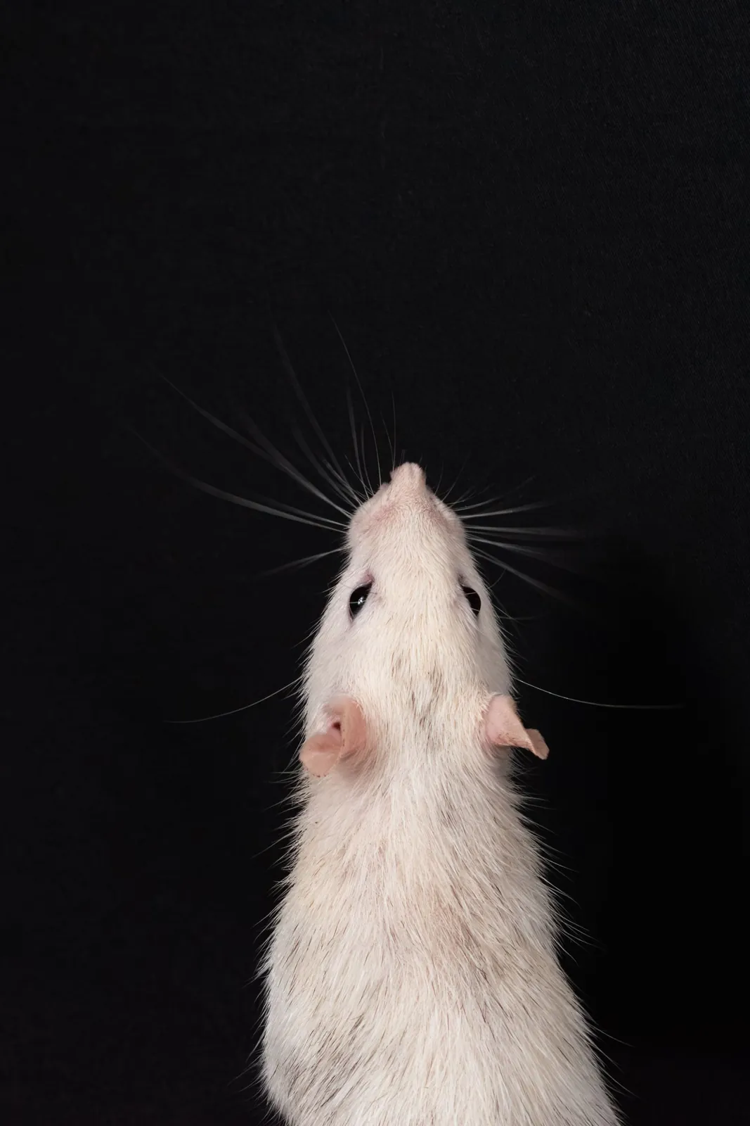 A white rat against a black background