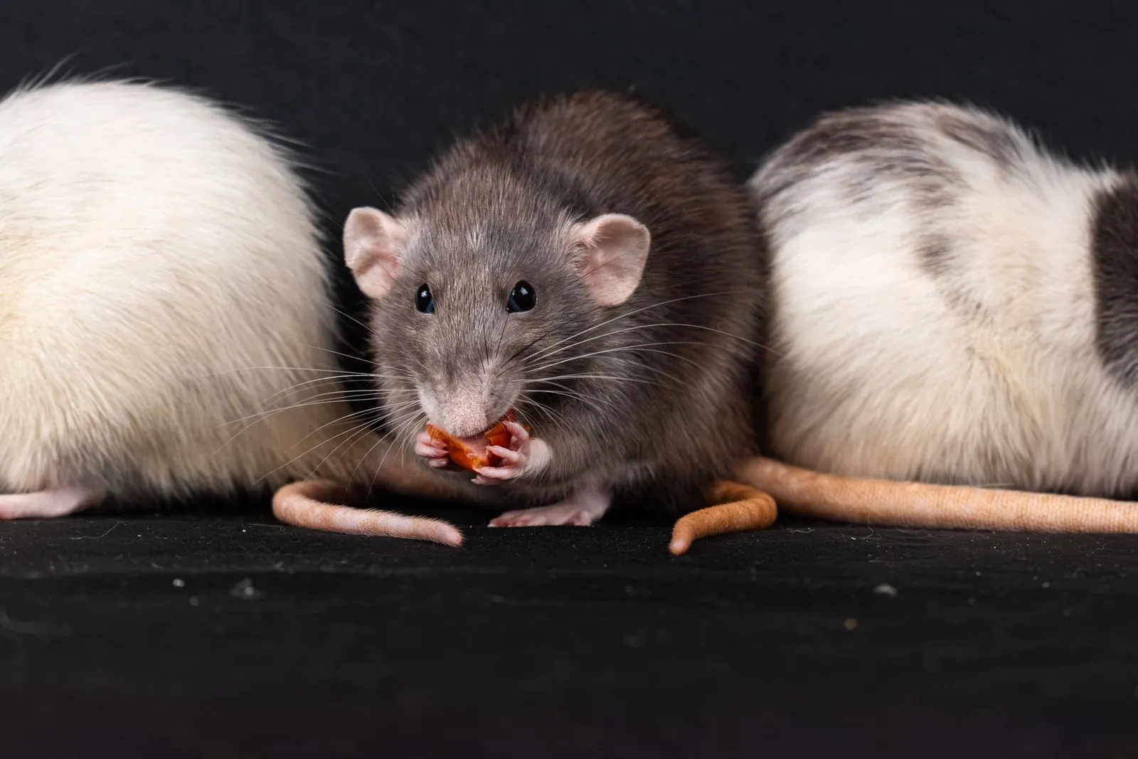 A gray rat eating a snack beside white rats