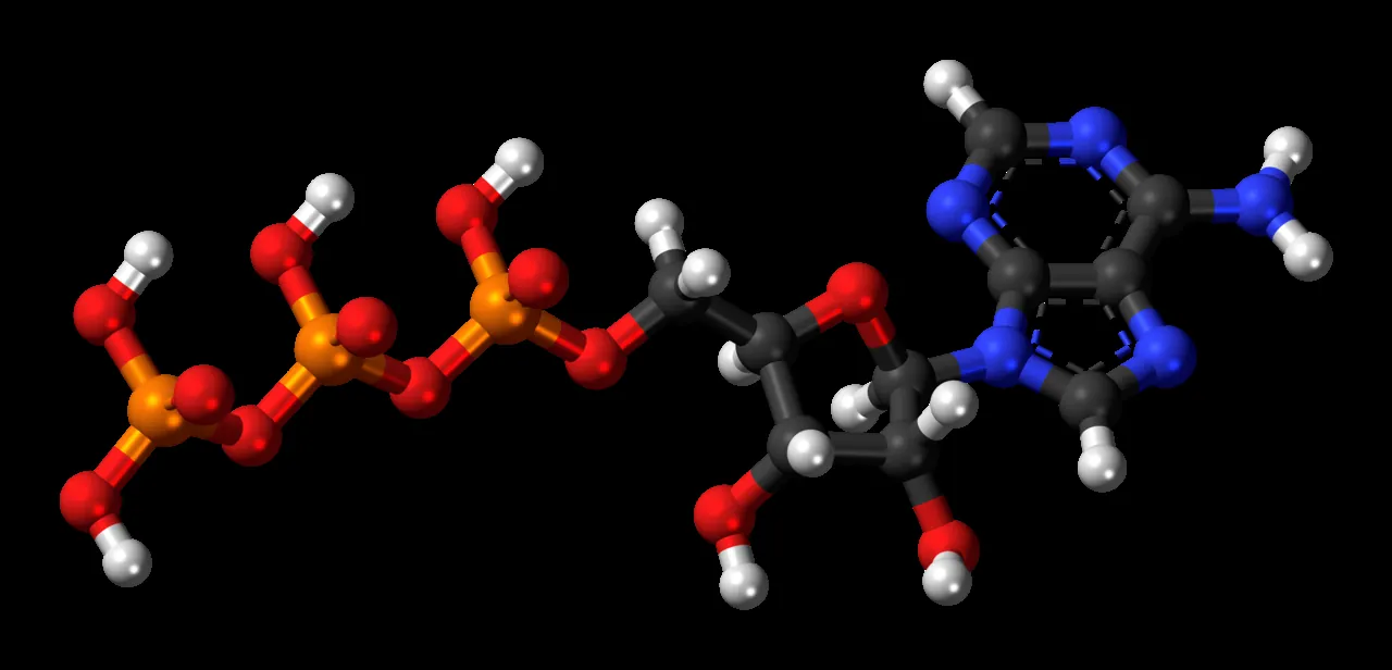 A ball-and-stick model of adenosine triphosphate (ATP), the molecule that carries energy in cells