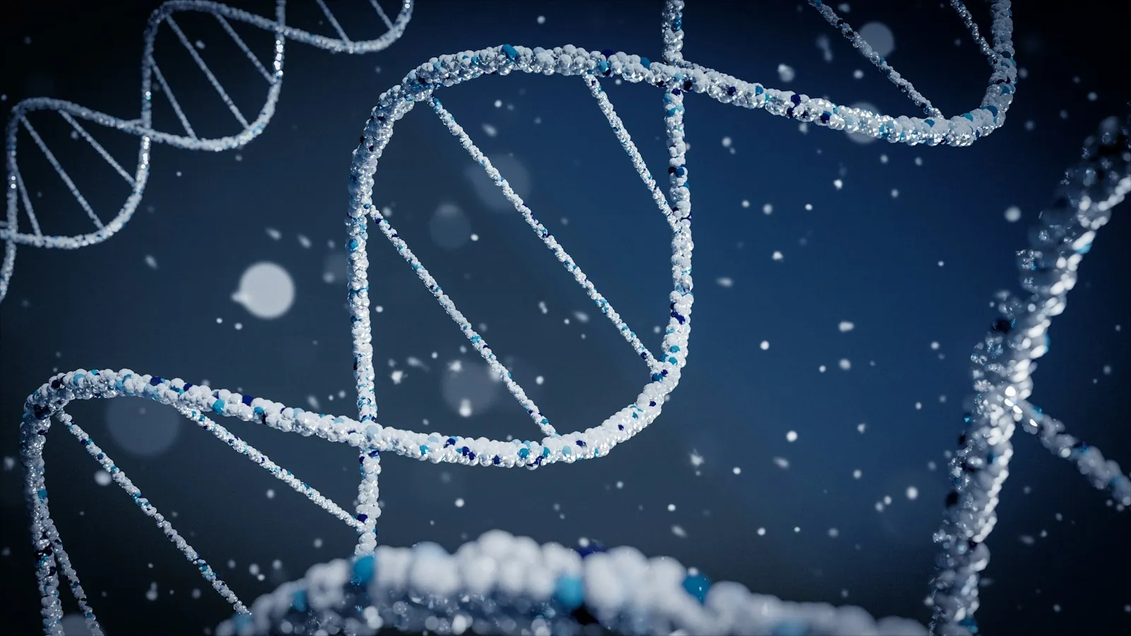 A model of a DNA double helix
