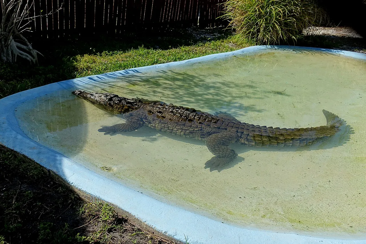 An American crocodile at a reptile park