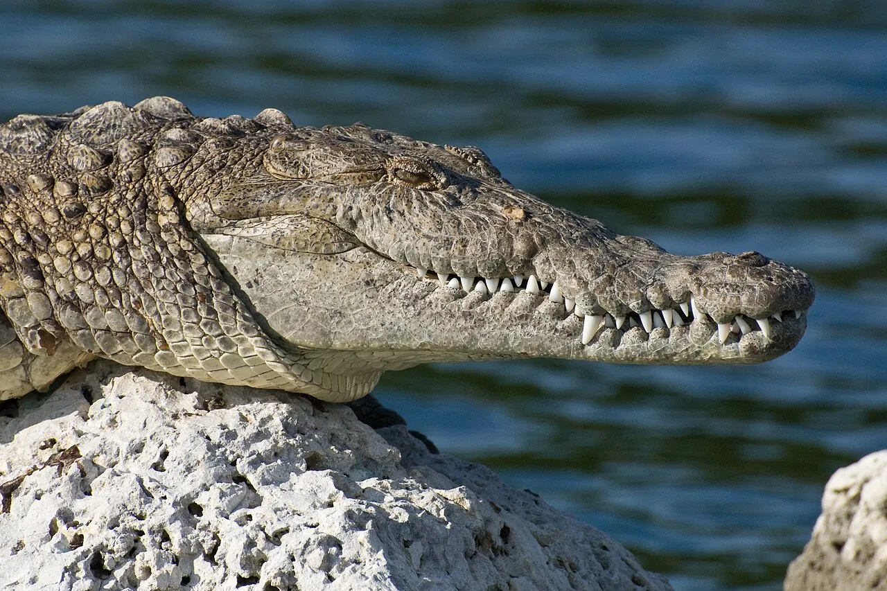 Close-up of an American crocodile’s snout and teeth