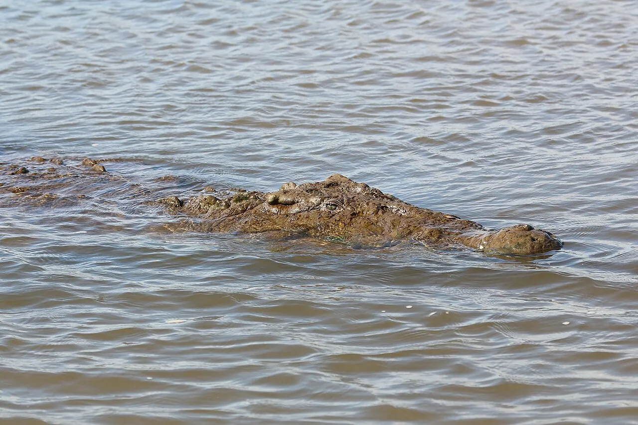 A wild American crocodile in a river in Costa Rica