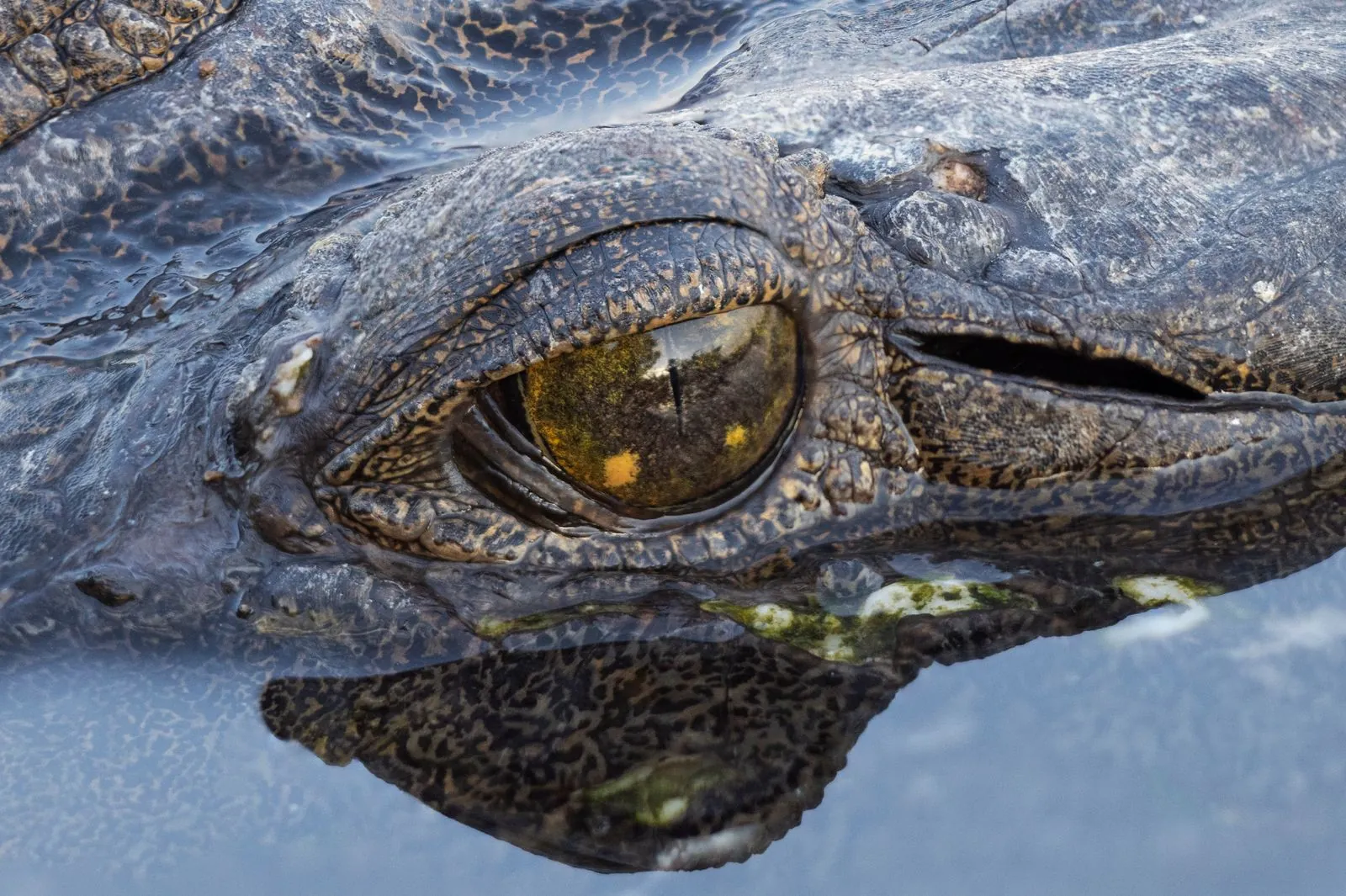 A close-up of a crocodile’s eye