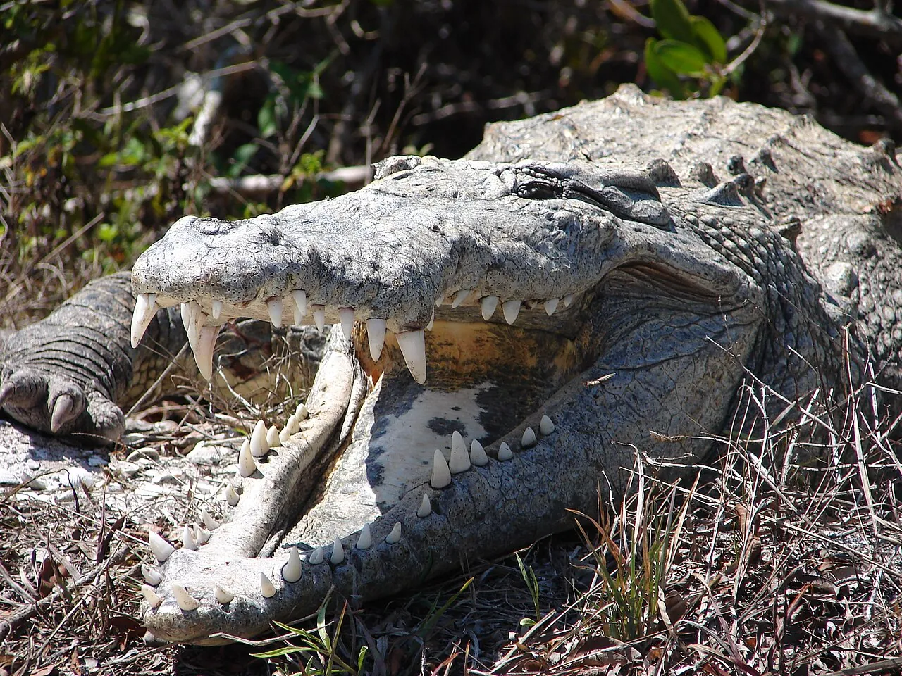The head of an American crocodile