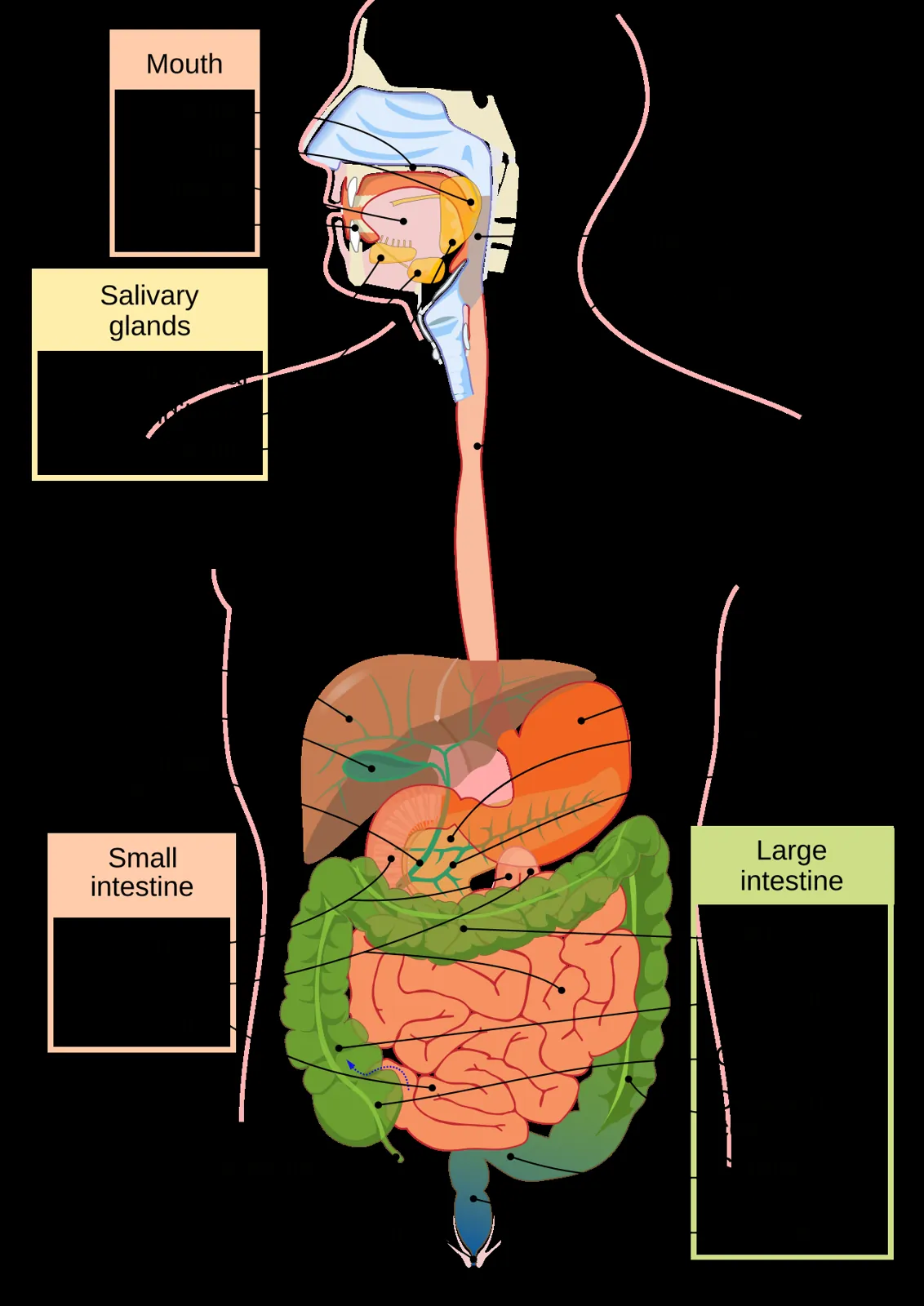 A labeled diagram of the human digestive system, from the mouth through the stomach and intestines