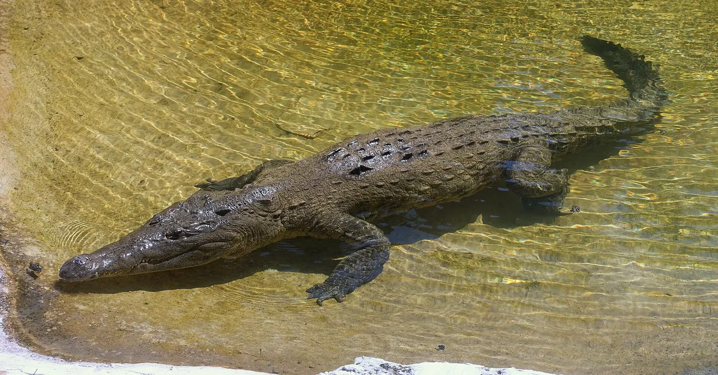 A crocodile resting in shallow water