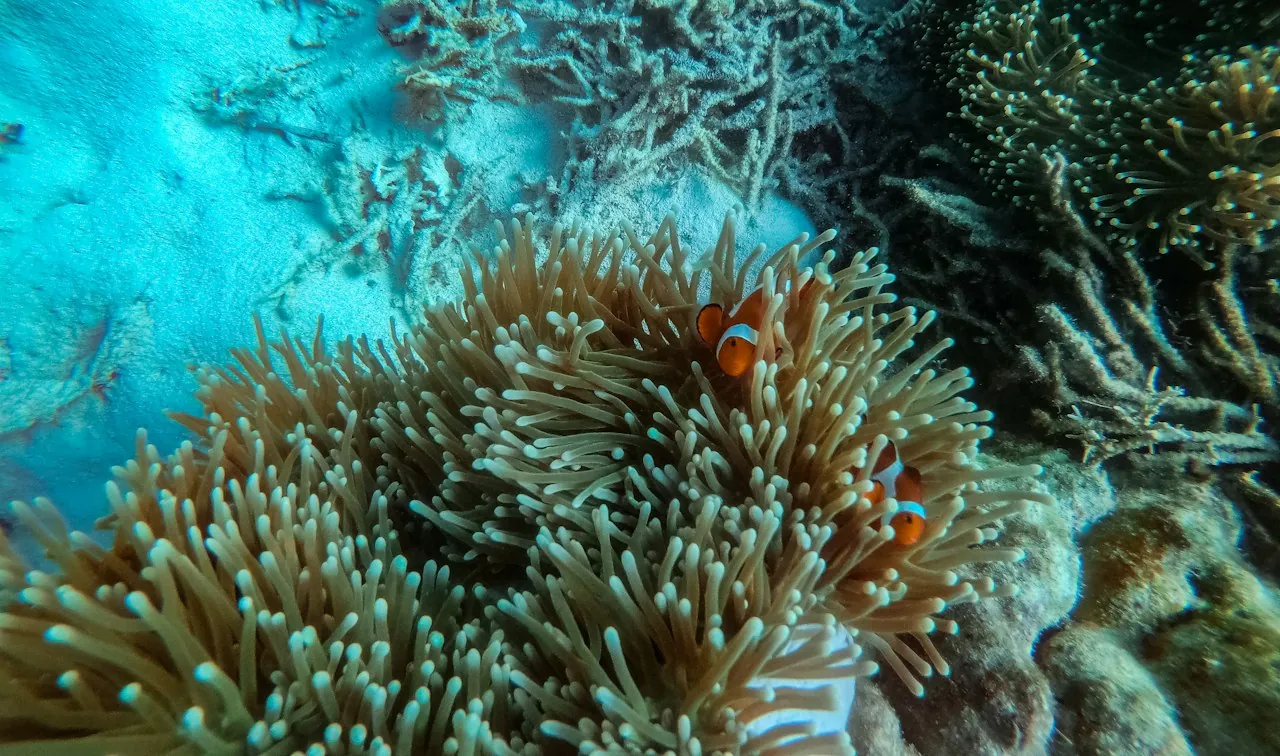 Two clownfish on a sea anemone