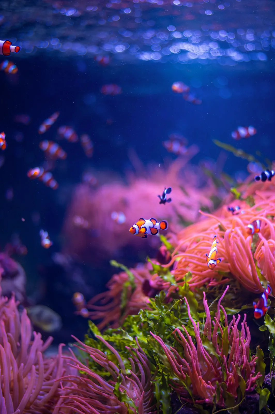 A group of clownfish swimming together