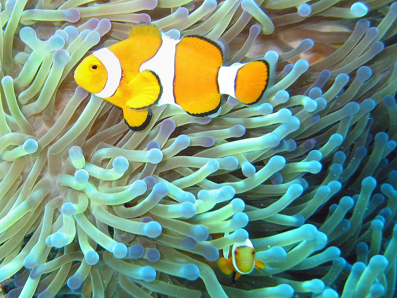A common clownfish in the tentacles of a sea anemone