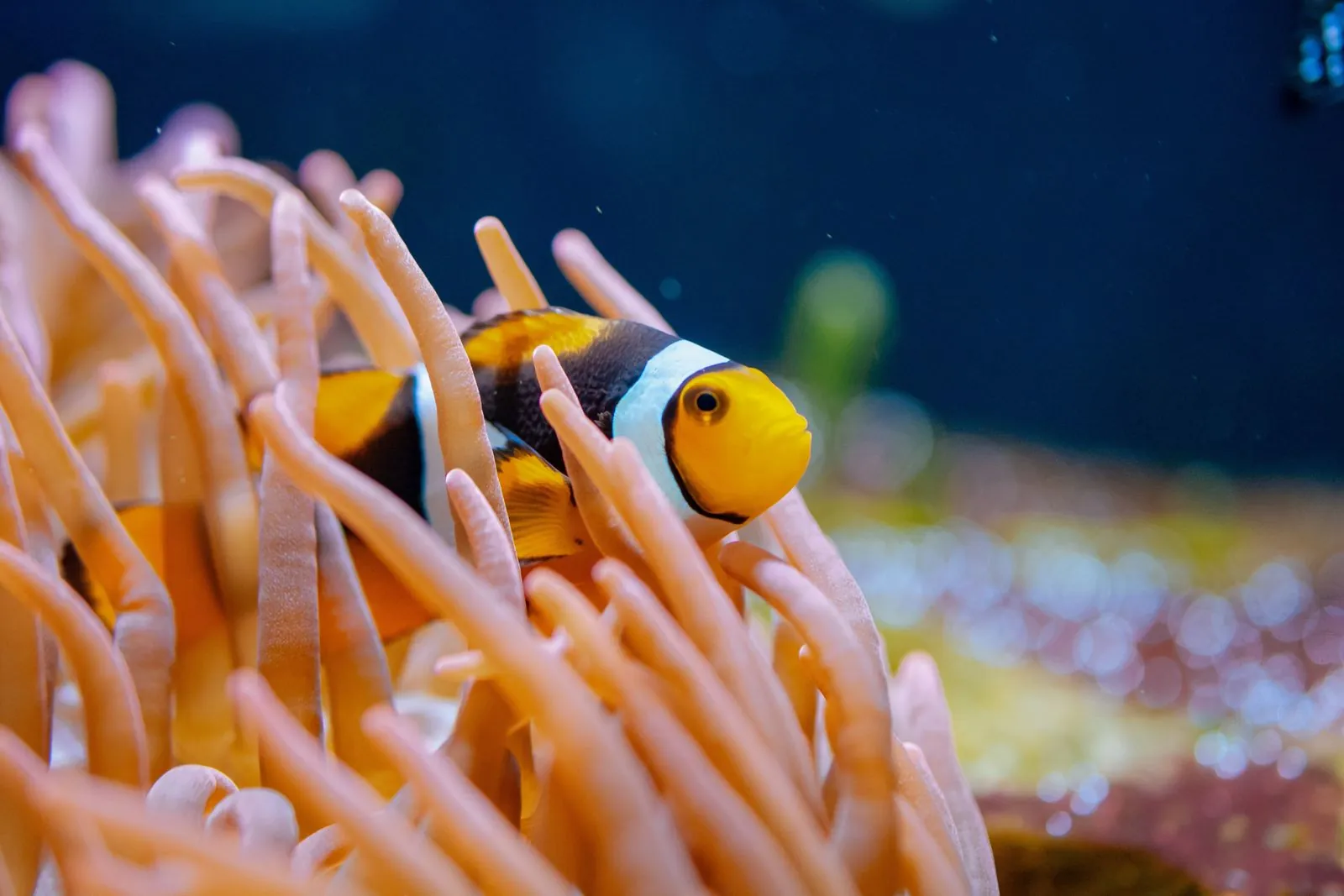 Close-up of a clownfish surrounded by sea anemone tentacles