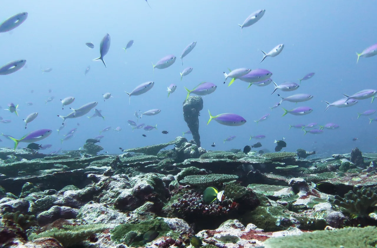 Fish swimming over a coral reef