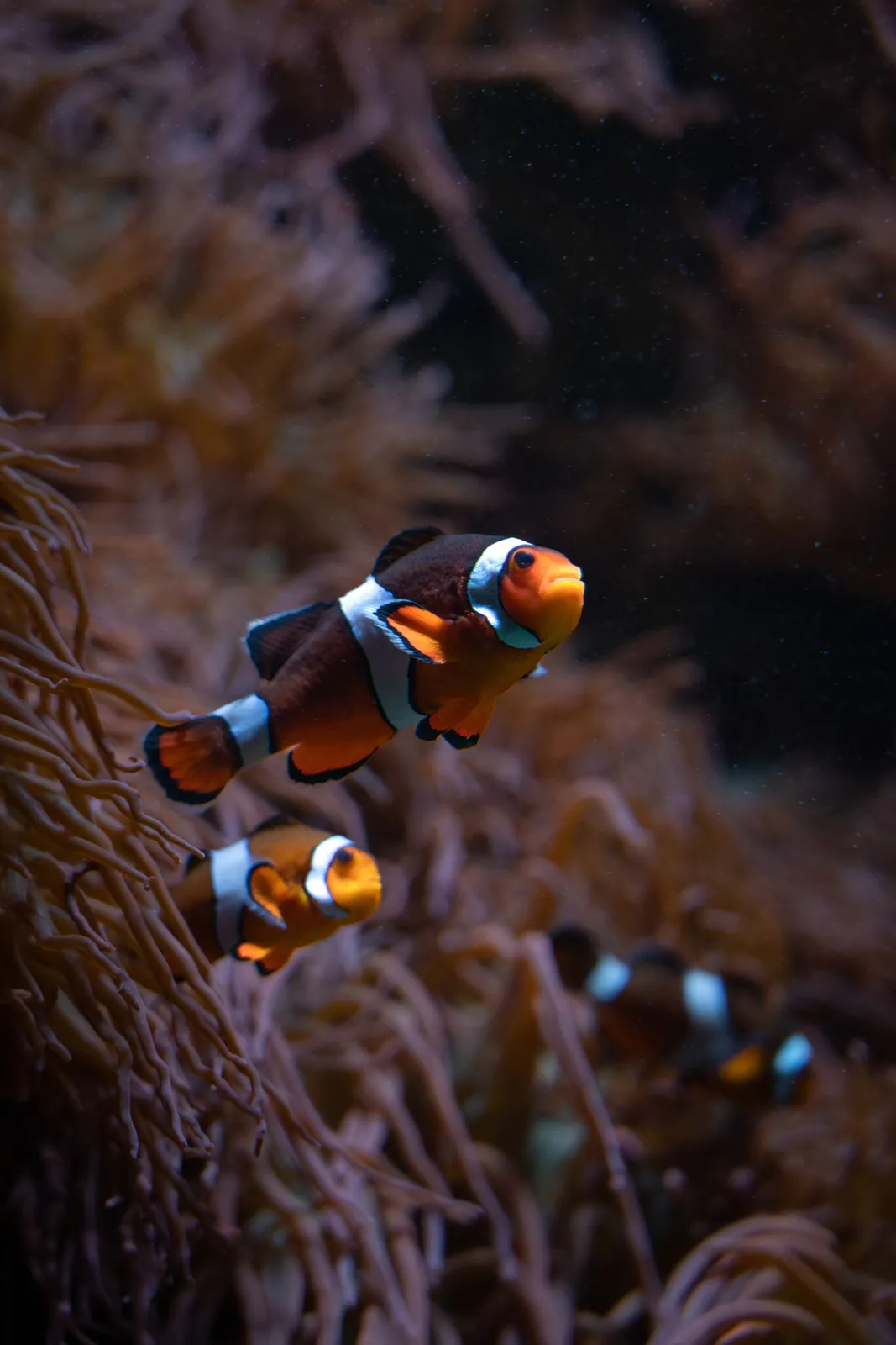 A few clownfish swimming among sea anemones in the ocean