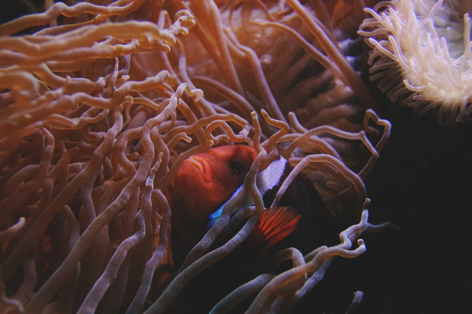 A clownfish peeking out from between the tentacles of a sea anemone