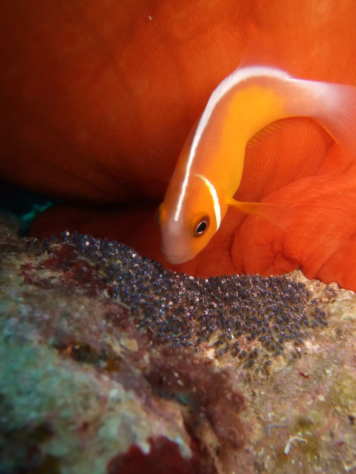 A clownfish hovering over a patch of its eggs stuck to the reef