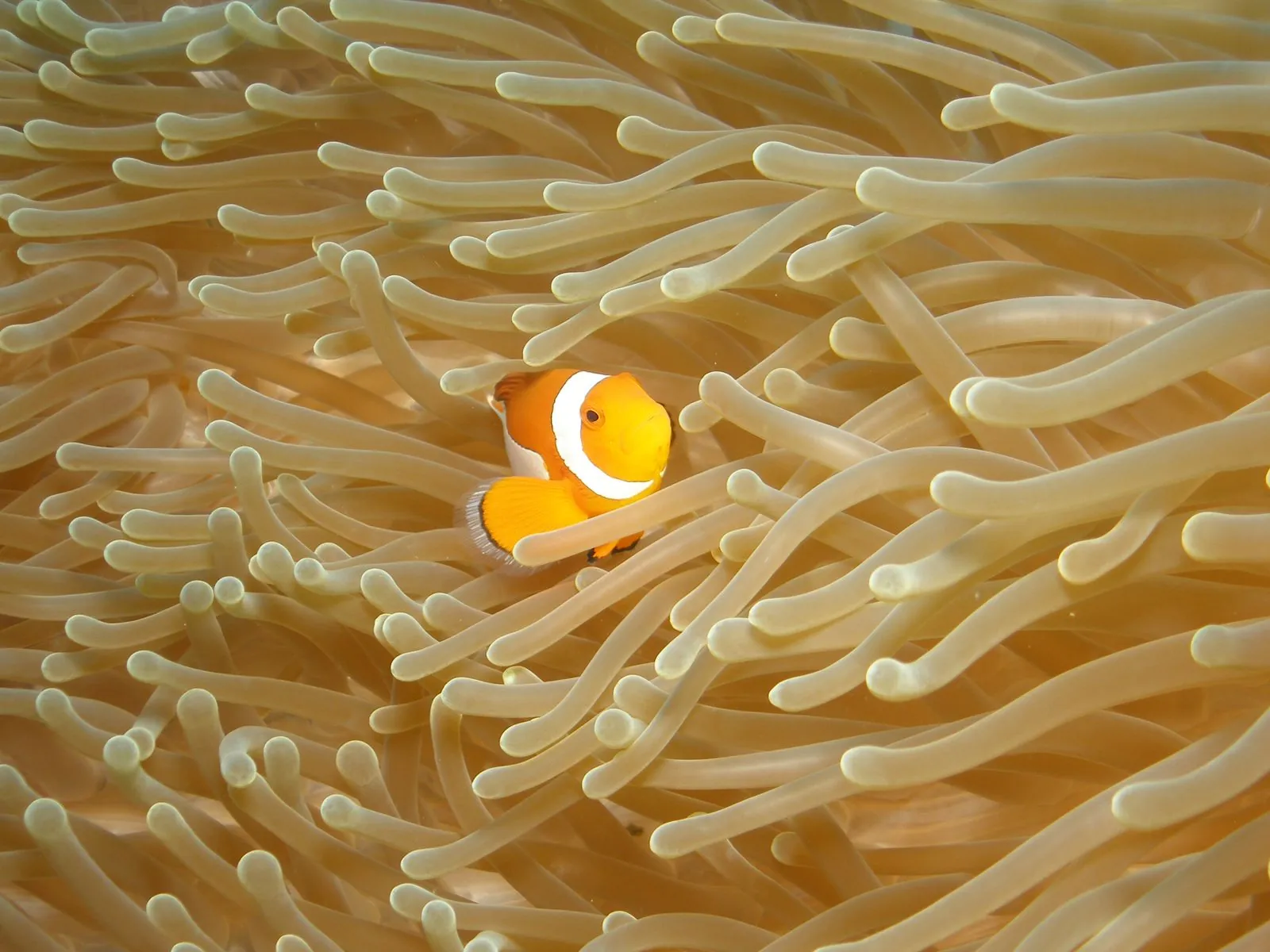 Clownfish swimming among sea anemone tentacles on a reef in Bali