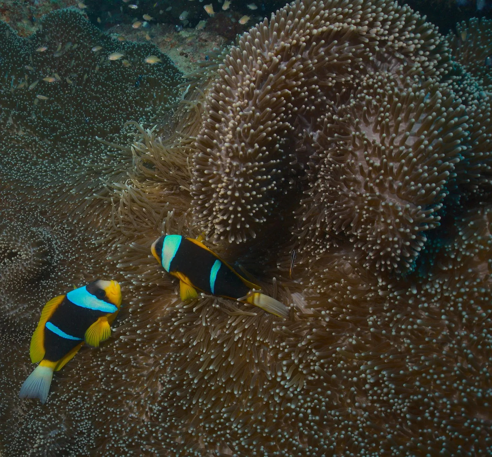 Two anemonefish swimming together on a reef off the coast of Kenya