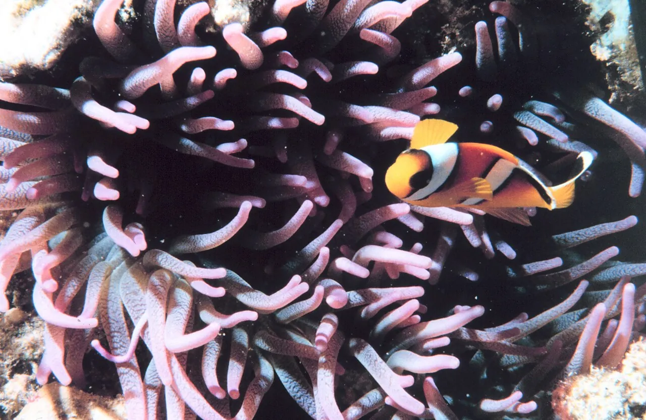 A two-banded clownfish in a sea anemone