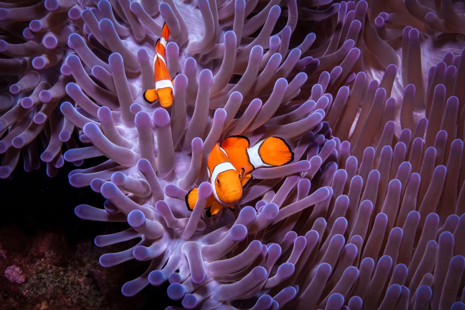 Two clownfish in a purple sea anemone on a reef in Palau