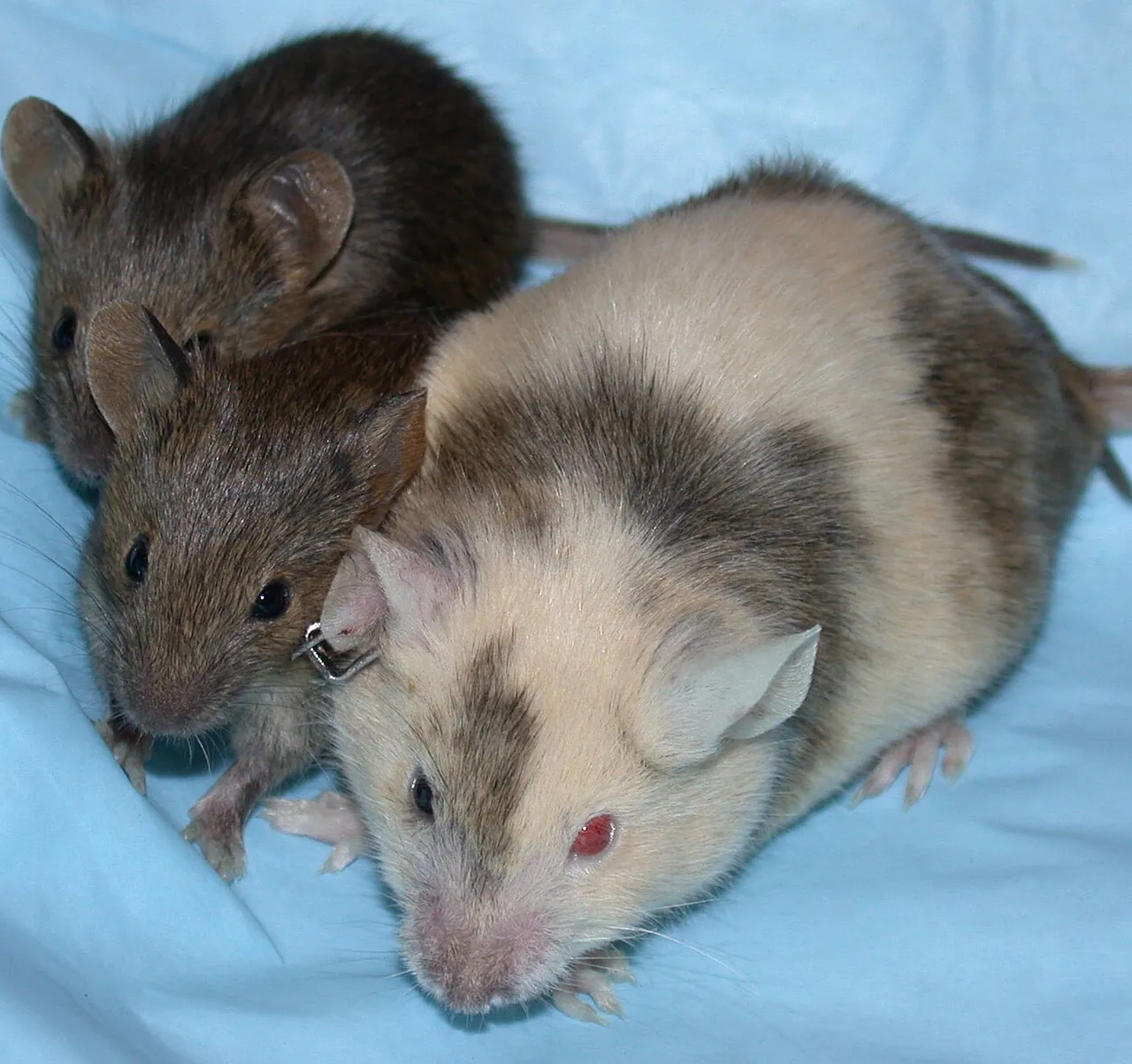 A chimeric lab mouse with patchy fur next to two of its babies