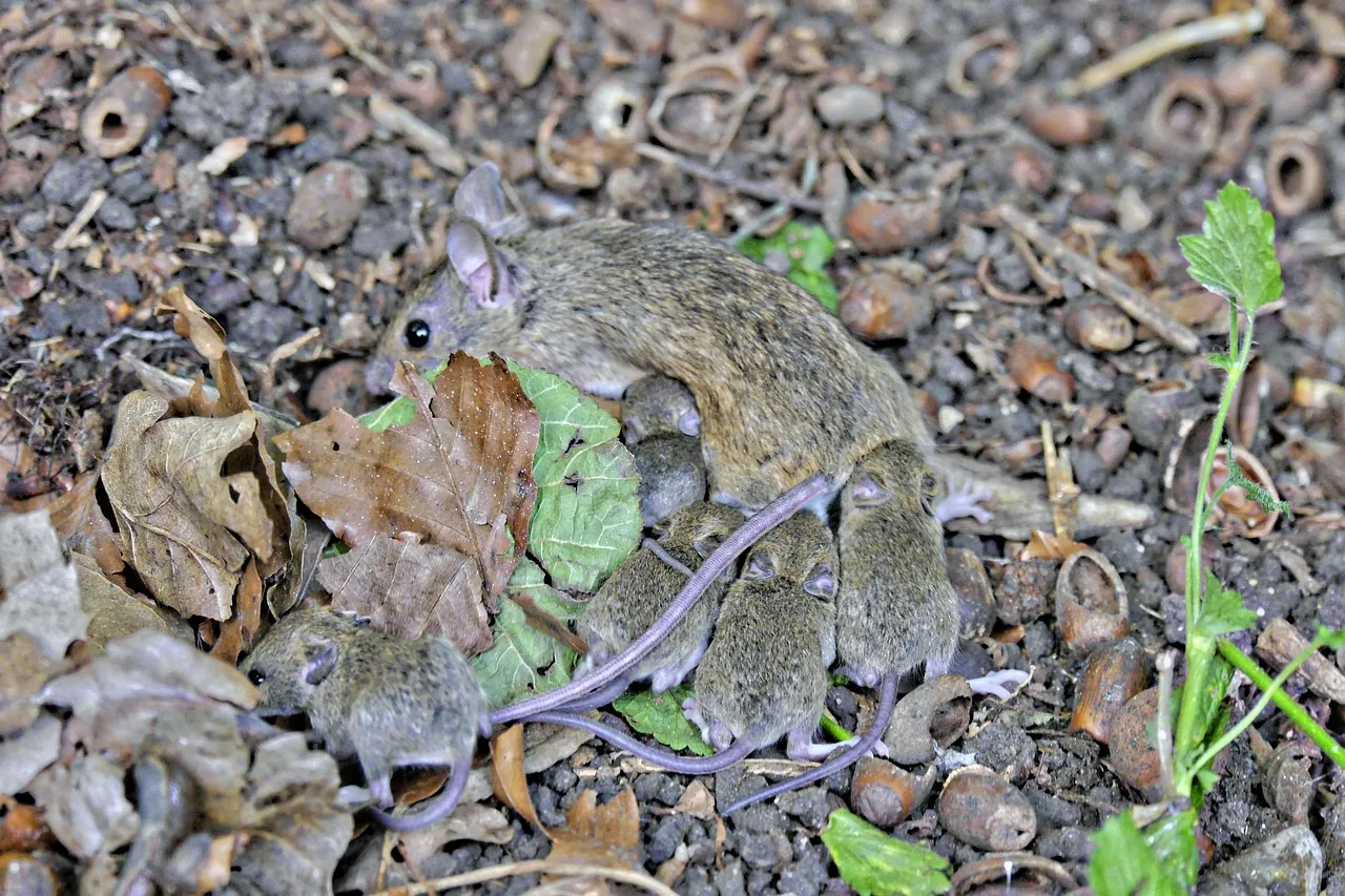 A brown wild mother mouse with several young mice gathered under her among fallen leaves