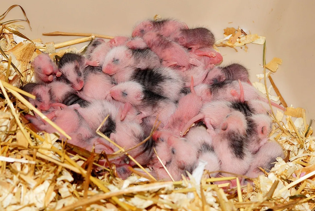 A big litter of pink newborn baby mice piled together in a straw nest