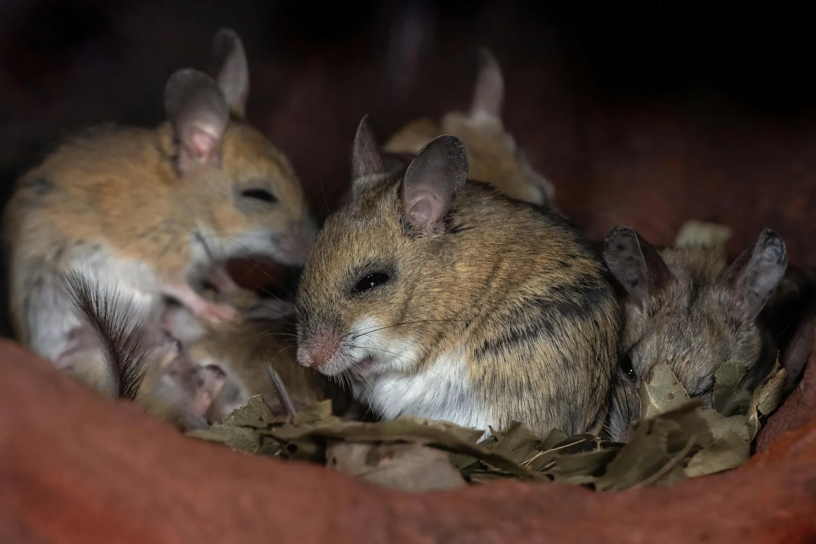 Several sandy-brown mice with big ears huddled together in a nest of dry leaves