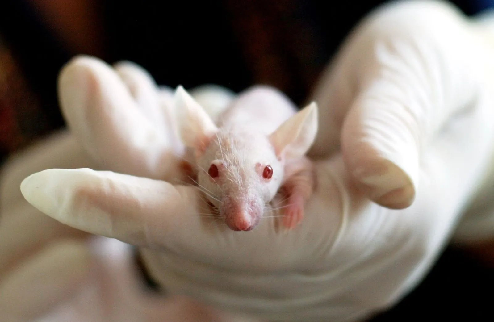 A white lab mouse held in a scientist’s gloved hand