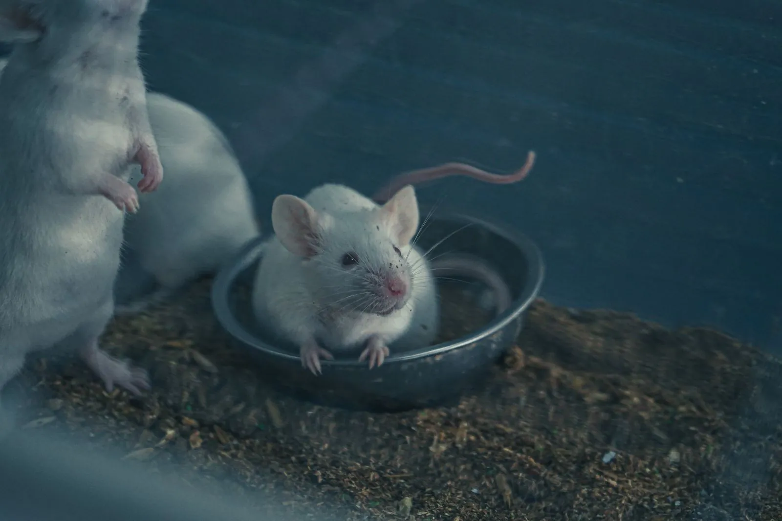 Several white mice in a cage, one sitting inside a round metal food dish