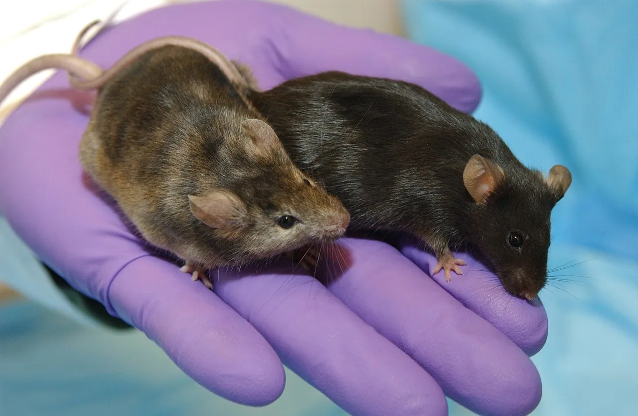 Two lab mice on a purple-gloved hand: a brown gene-knockout mouse beside a normal black lab mouse